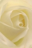 The heart of this gentle cream-white rose is revealed in an intimate embrace of petals, drawing you into a world of understated beauty so often found in hidden corners of Egham. Each spiraling petal unfurls with a softness reminiscent of early morning mist along the meadow paths near Cooper's Hill, their light ivory tones catching the warmth of dawn. Subtle shadows curl between creamy folds, manifesting a sense of peace and quiet reflection. There is a clarity here-a serene luminosity that speaks of tender gestures whether offered as an expression of sympathy, gratitude, or the marking of new beginnings in Egham families. As a local florist, I see artistry and intention in each velvety layer, meticulously crafted to cocoon precious feelings with care. The imagined scent is a gentle, sweet note enriching the space, blending with the freshness of Runnymede's landscape. In this close perspective, the rose becomes more than a bloom; it is the embodiment of emotional connection, skillfully woven into every floral tribute delivered across Egham.